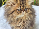 Persian Precious Boy - Persian Kitten For Sale - VA, US