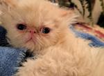 Ryley - Persian Kitten For Sale - Sumner, WA, US