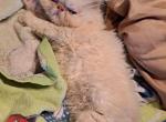 Sweet Girl - Persian Kitten For Sale - Sumner, WA, US
