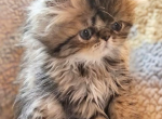 RESERVED Precious Persian Baby Girl - Persian Kitten For Sale - VA, US