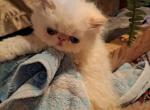 BLUE EYES - Persian Kitten For Sale - Sumner, WA, US
