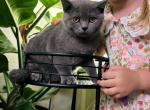 British shorthair - British Shorthair Kitten For Sale - Sedalia, MO, US