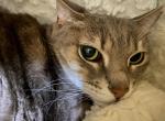 Abigail - Domestic Cat For Adoption - TX, US