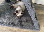 Bella - Siamese Kitten For Sale - McLean, VA, US