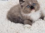 Bink male sepa - Ragamuffin Kitten For Sale - Poplar Grove, IL, US