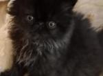 Sold  Male Black and Silver Persian - Persian Kitten For Sale - Red Lion, PA, US