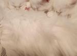 Lillys kittens - Persian Kitten For Sale - Belle Valley, PA, US