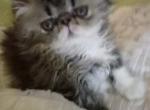 Sold Male Smoky Persian - Persian Kitten For Sale - Red Lion, PA, US