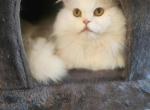 Billy - Persian Cat For Sale/Service - Belle Valley, PA, US