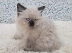 Bink Female Seal Mink - Ragamuffin Kitten For Sale - Poplar Grove, IL, US