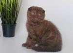 Korall - Scottish Fold Kitten For Sale - Gurnee, IL, US