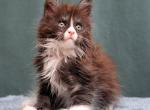 Xmax Polydactyl - Maine Coon Kitten For Sale - Gurnee, IL, US