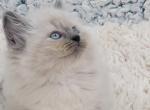 Bink blue female - Ragamuffin Kitten For Sale - Poplar Grove, IL, US