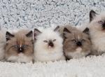 Binks kittens - Ragdoll Kitten For Sale - Poplar Grove, IL, US