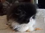Sold  Male Black and White Persian - Persian Kitten For Sale - Red Lion, PA, US