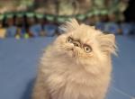 Cherrybirdie Misty Magic's male - Himalayan Kitten For Sale - Stanton, CA, US