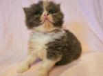 Kaili - Scottish Fold Kitten For Sale - New York, NY, US