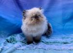 Topnotchofme Mobee - Persian Kitten For Sale - Bangor, ME, US