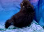 Topnotchofme Mary - Persian Kitten For Sale - Bangor, ME, US