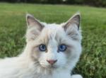 Max - Ragdoll Kitten For Sale - 