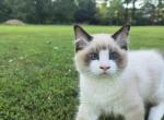 Samuel Kim - Ragdoll Kitten For Sale - 