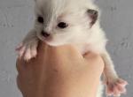 Bellini's Babies - Ragdoll Kitten For Sale - Denver, CO, US