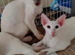 Annie Litter - Oriental Kitten For Sale - San Antonio, TX, US