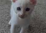 BlueBoy - Maine Coon Kitten For Sale - NE, US