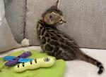 Brown spotted rosetted - Bengal Kitten For Sale - West Terre Haute, IN, US