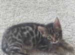 BengalBoy - Bengal Kitten For Sale - NE, US
