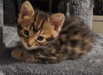 BengalFemale - Bengal Kitten For Sale - NE, US
