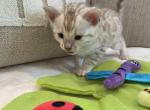 Snow mink - Bengal Kitten For Sale - West Terre Haute, IN, US