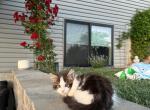 Maine Coon Kittens - Maine Coon Kitten For Sale - Lincoln, NE, US
