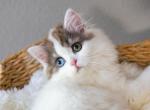 M I N K Y - Scottish Straight Kitten For Sale - 