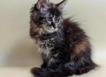 Canada - Maine Coon Kitten For Sale - Brighton, CO, US