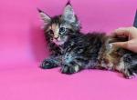 Carly - Maine Coon Kitten For Sale - Brighton, CO, US