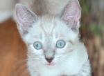 BLUE LYNXPOINT Boy - Colorpoint Shorthair Kitten For Sale - Walterboro, SC, US
