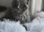 Dolly blue - Maine Coon Kitten For Sale - Guilderland, NY, US