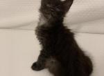 dusty - Maine Coon Kitten For Sale - 