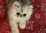 Smoke blue female - Persian Kitten For Sale - 