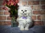 Pageant Paws - Persian Kitten For Sale - Albuquerque, NM, US