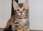 Male spotted Munchkin - Munchkin Kitten For Sale - 