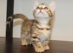 Male spotted Munchkin - Munchkin Kitten For Sale - 