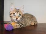 Spotted Munchkin Female - Munchkin Kitten For Sale - 