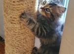 Leo - Persian Kitten For Sale - Hackettstown, NJ, US