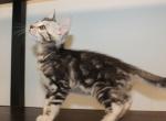 Silver Marbled Female - Bengal Kitten For Sale - 