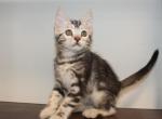 Silver Marbled Female - Bengal Kitten For Sale - Valparaiso, IN, US