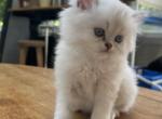 No name - Scottish Straight Kitten For Sale - MA, US