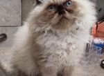 Willow's - Himalayan Kitten For Sale - 