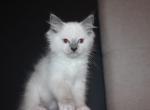 Westin - Ragdoll Kitten For Sale - Guys Mills, PA, US